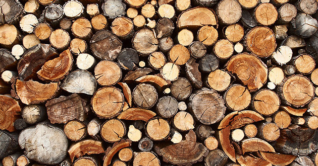 Guide pratique pour choisir le bois idéal pour une table sur-mesure